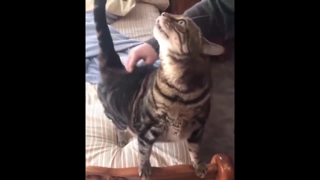 Cat fanny video