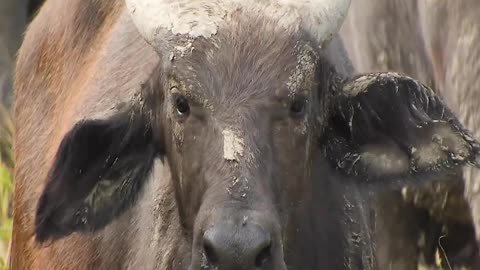 Amezing Animals Video || Wildlife Video