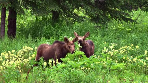 What we learn from wildlife surveys