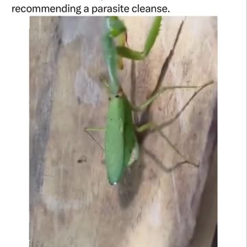 You never find many USA doctors recommending a parasite cleanse.