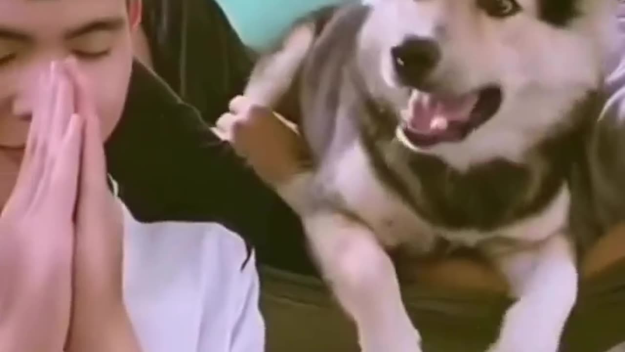 Dog video for rumble