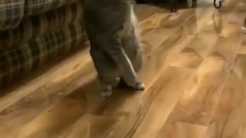 Funny cat video
