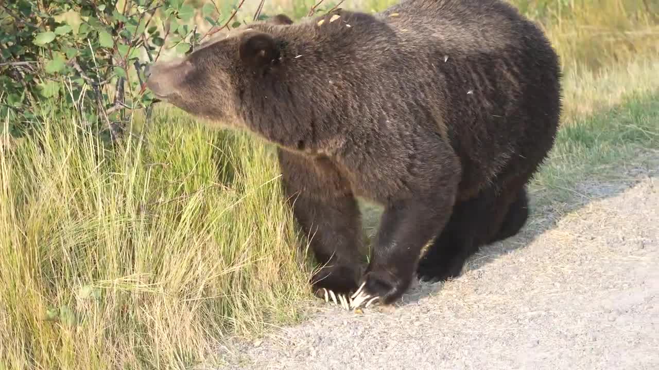 Grizzly Bear 399 looking happy and healthy in the fall of