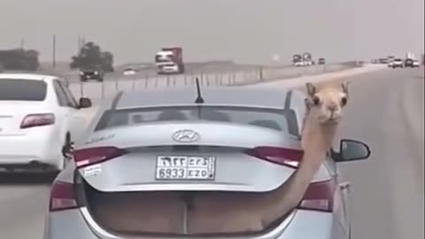 Bro kidnapped camel