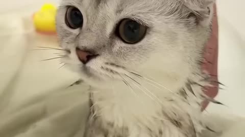 Cute Cat