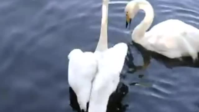 A Perfect Couple