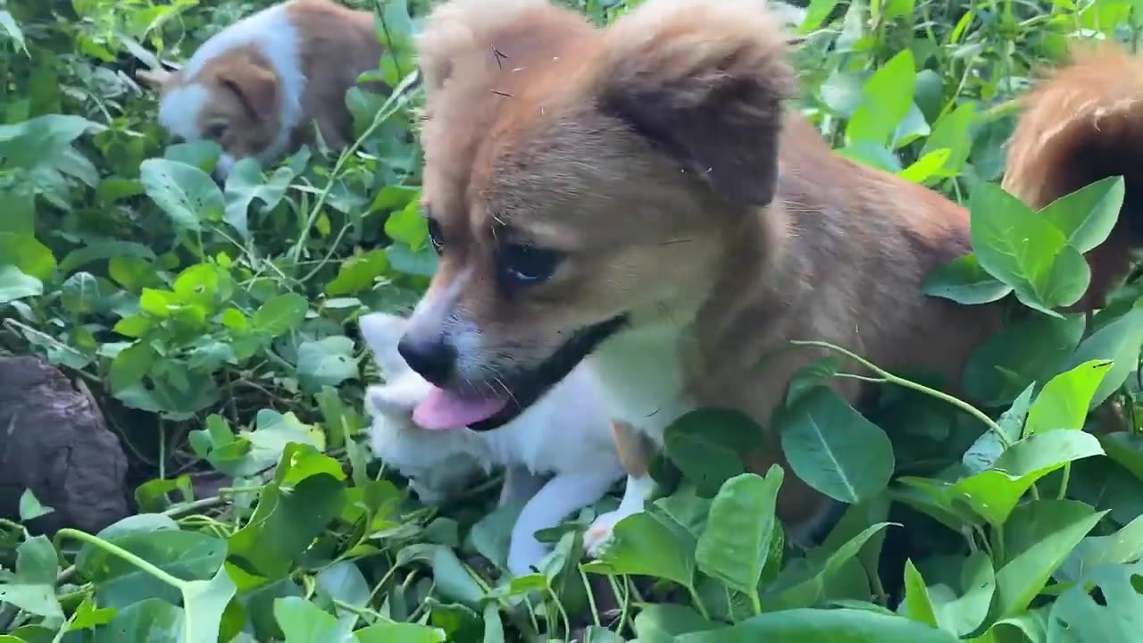 Cute Puppy cute baby cute dog puppy and baby