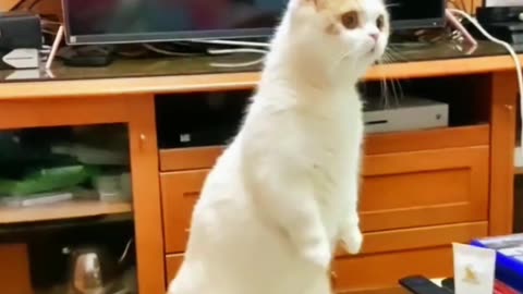 funny cat videos