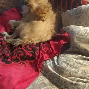 Goldi the chicken is sitting on the dog Luna like on a mother hen ;-)