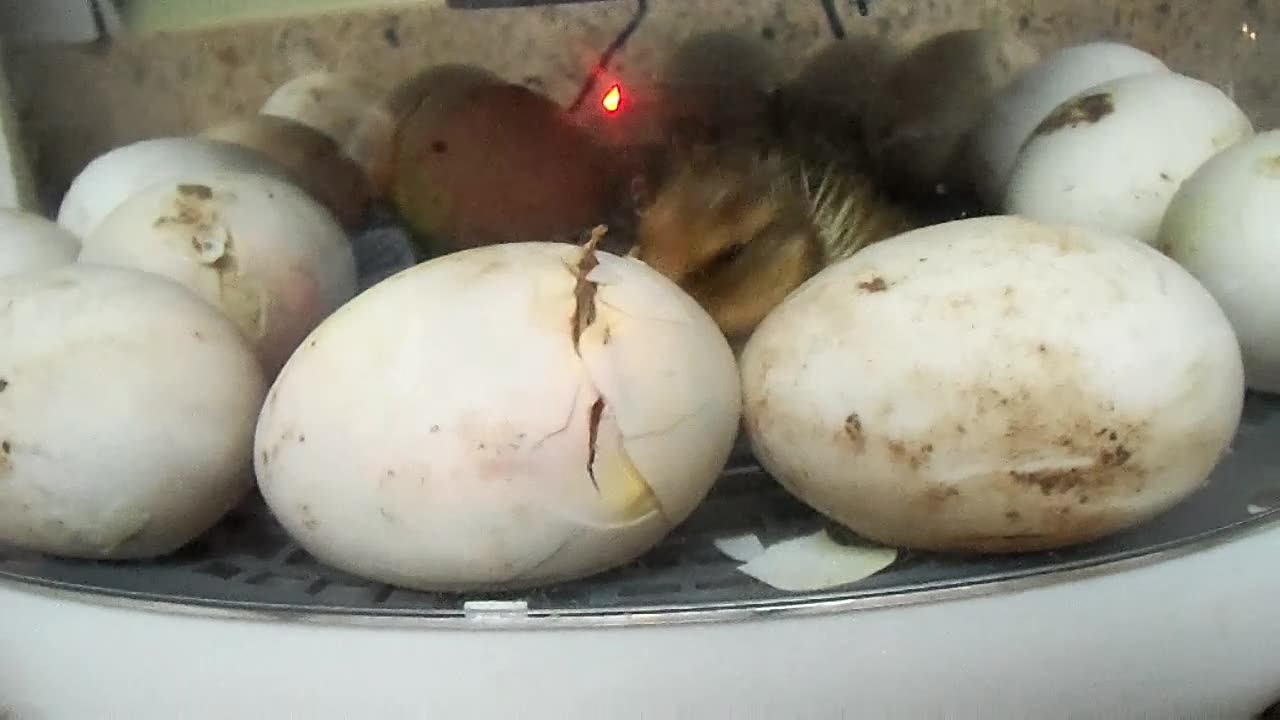 They're Busting Out!