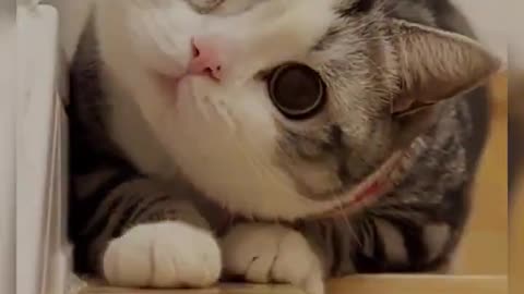 funny cats