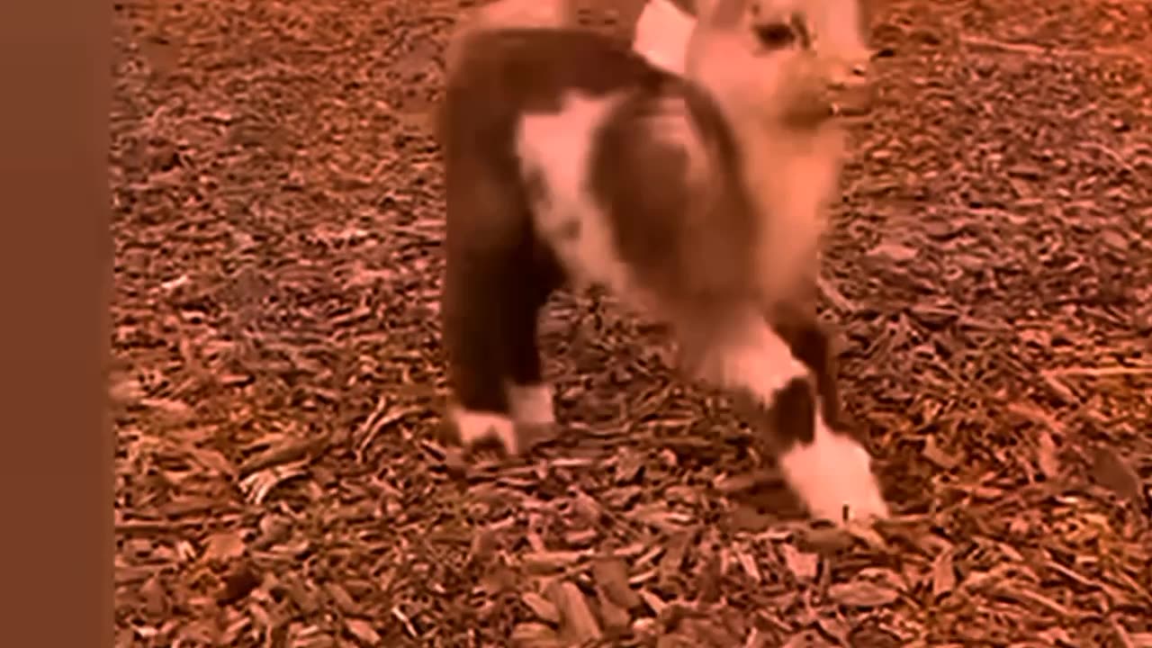 Animal cute naturally