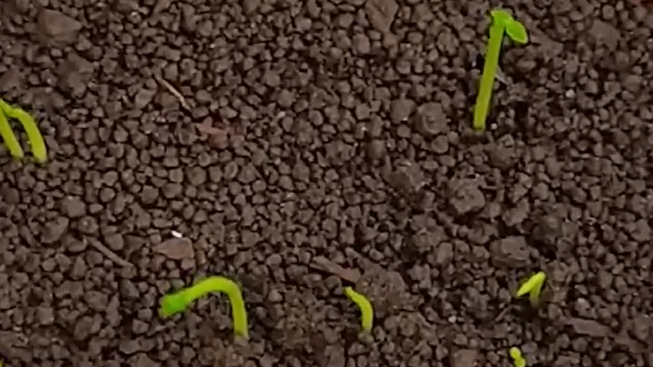 growing lemon #kitchen garrding#rumble