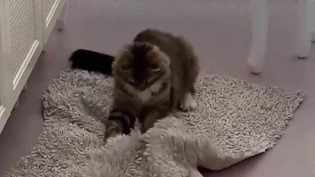 Kitty Playing With Something Under the Carpet (Funny Cat)