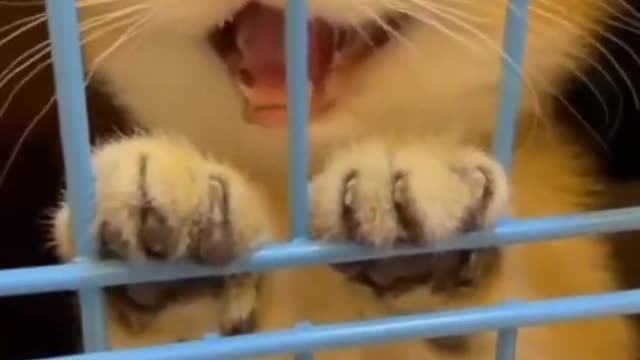 Cute cat😹😻funny moment video 2023@FUNNYTWIT.