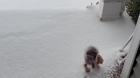 Poodle Walks on Front Paws in the Snow