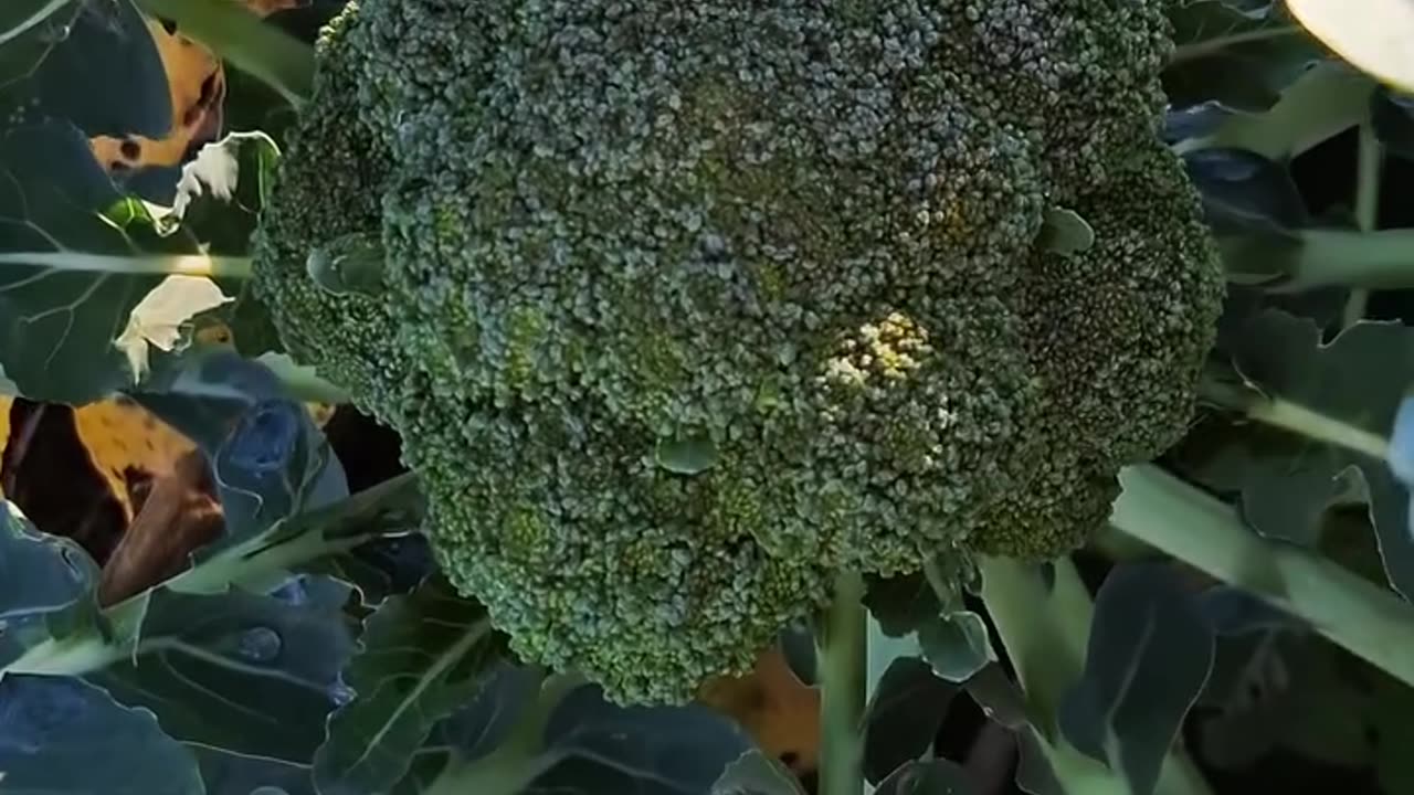 This is the trick I use to keep my brocoli green