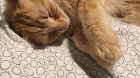 SLEEP