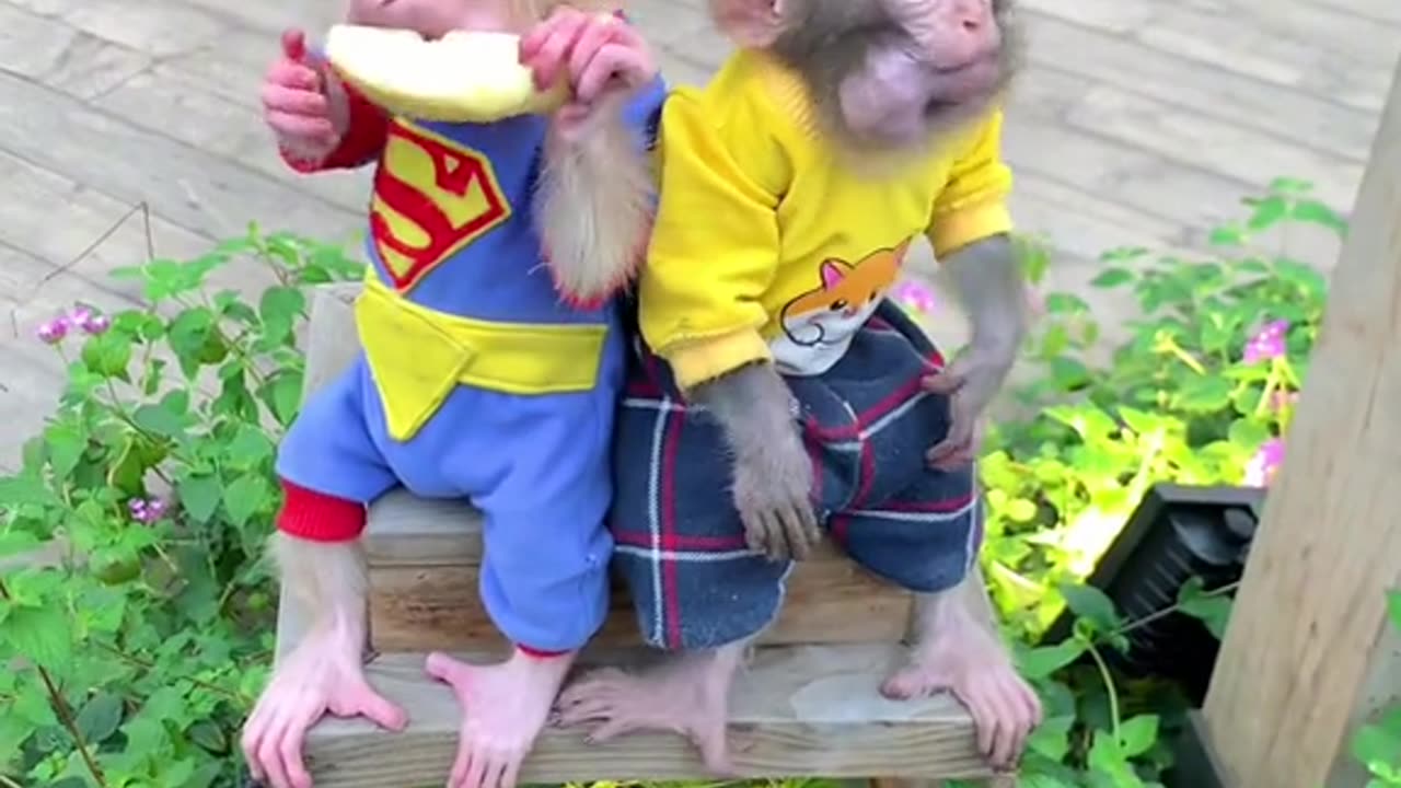 #monkey #monkeybaby #monkeydluffy #cutebaby #monkeyface #animals #trendingvideo