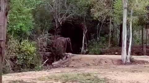 Funny Elephant#