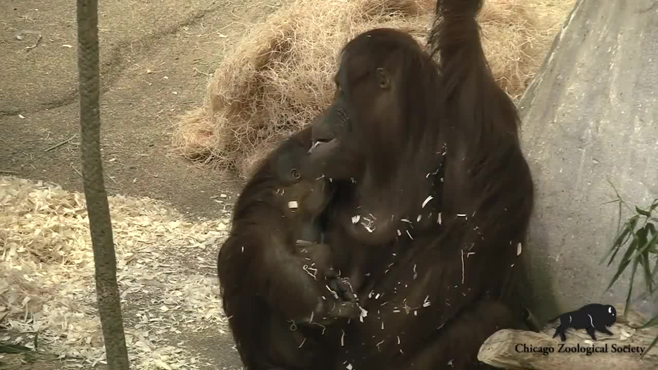 At Chicago brookfield zoo, a two-weeks-old baby orangutan made her debut