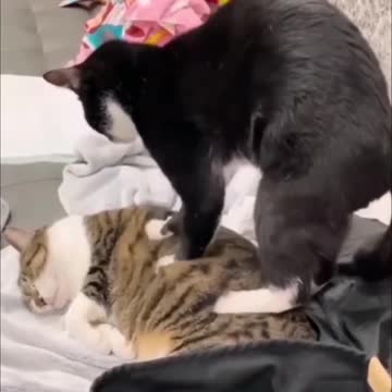 The cat is doing a massage