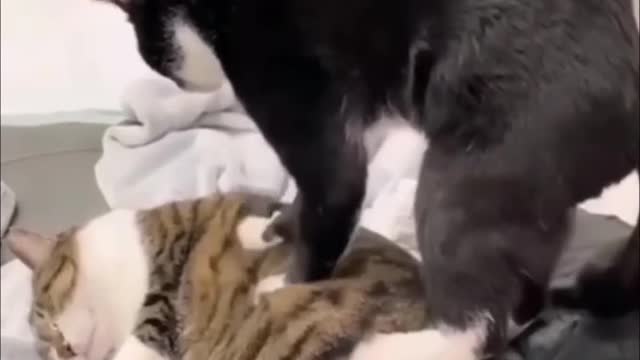 The cat is doing a massage