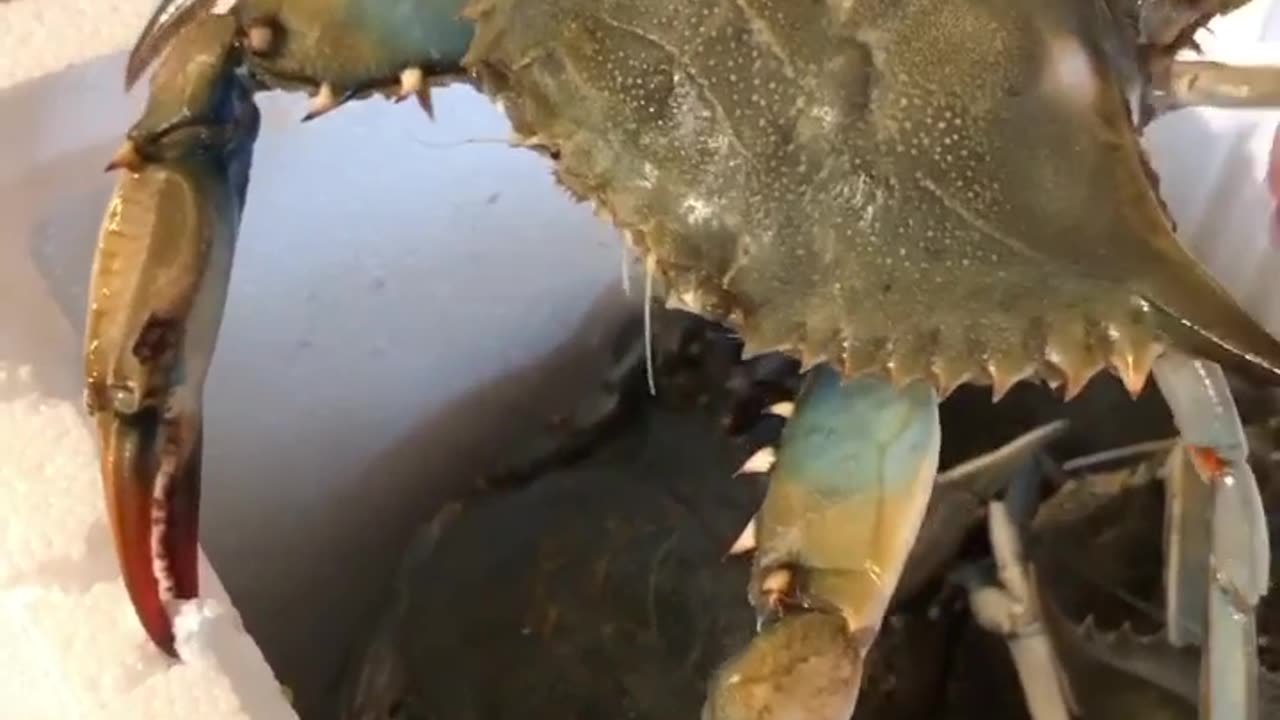 Il terribile granchio blu