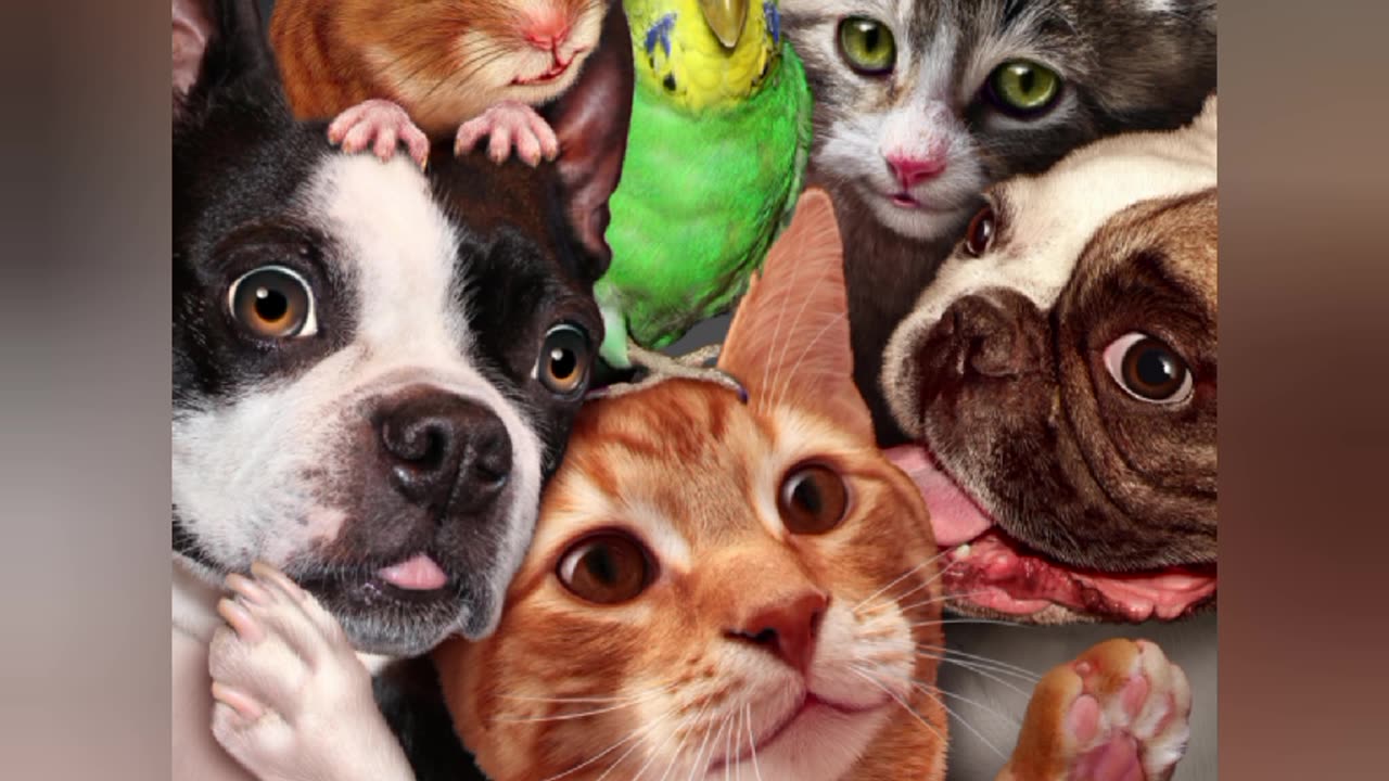 I HAVE A PET | #DOG#CAT#KITTEEN#MOUSE#LION#BIRD