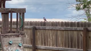 Backyard Bluejay. Male or female?!?