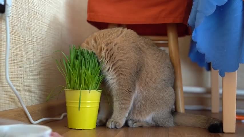 Grass and Hosico