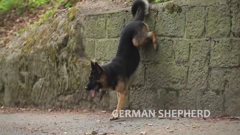 Extremely Trained & Disciplined German Shepherd Dogs