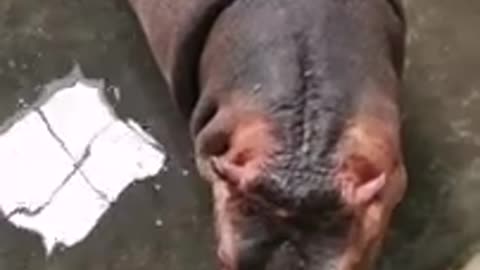 Funny Nil Eating