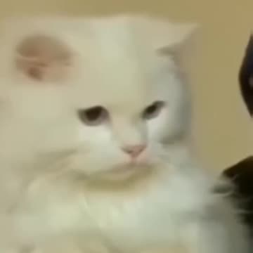 Fanny cat and fanny dog video