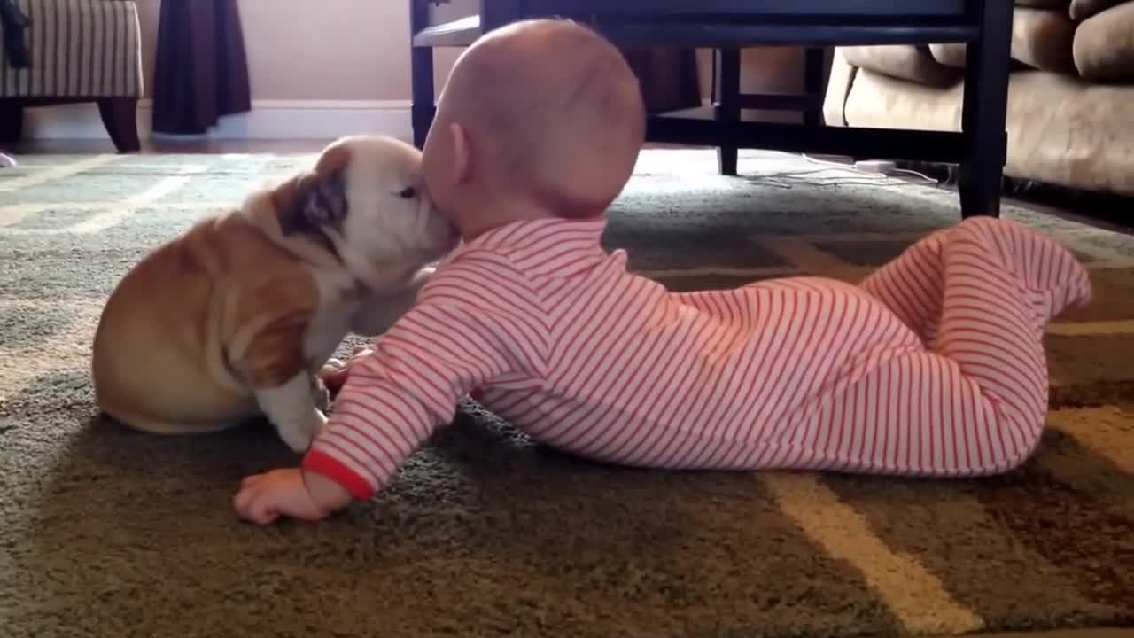 Bulldog puppy kissing the baby