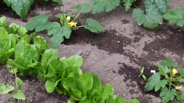 My Late Fathers Sweet Vegetable Garden In 2010