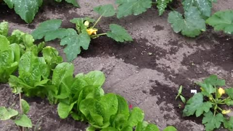 My Late Fathers Sweet Vegetable Garden In 2010