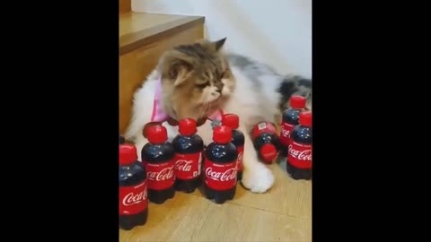 Funny Animal Videos 😹 #2