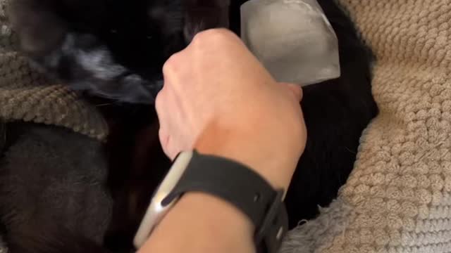 He liked itπππ #cat #pets #cutecat #wobblycat #trending #viral #funny