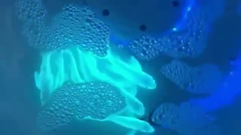 Fish Genetically Modified With Jellyfish DNA