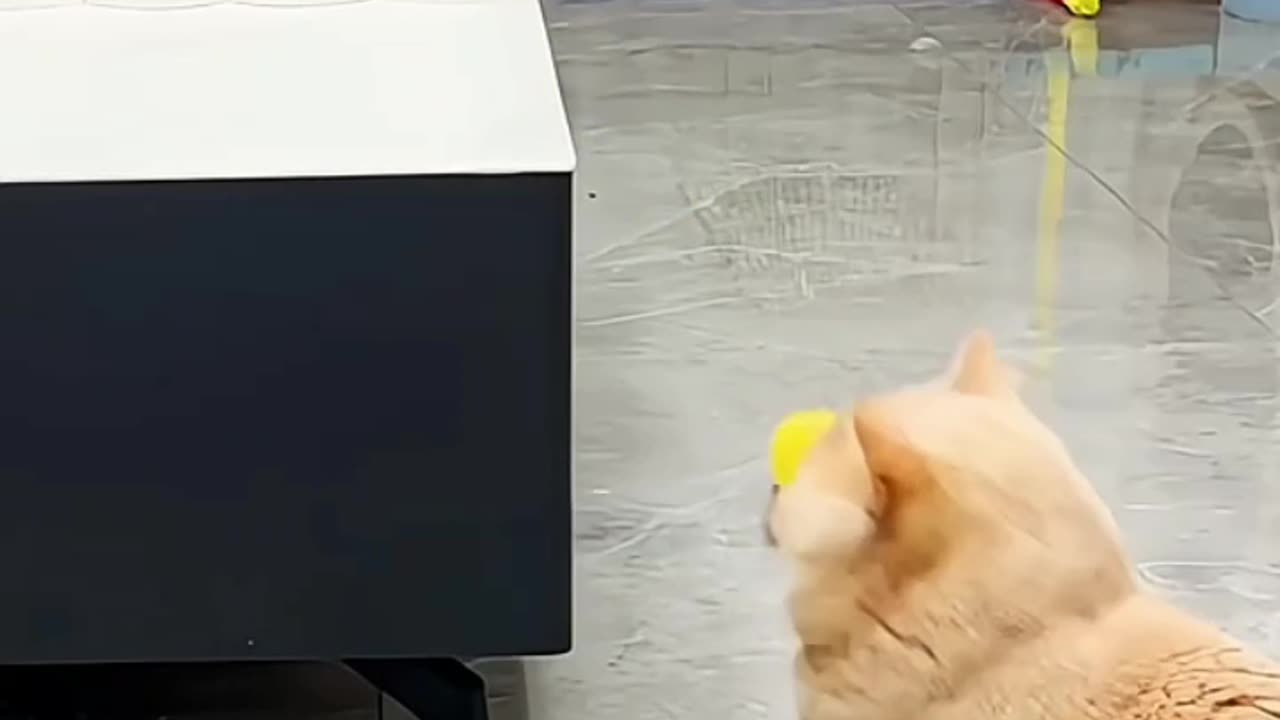 the funny animals, the funny pets, and the finest videos