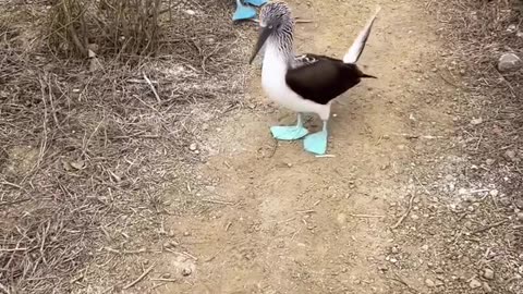 Duck 🦆 beautiful waking