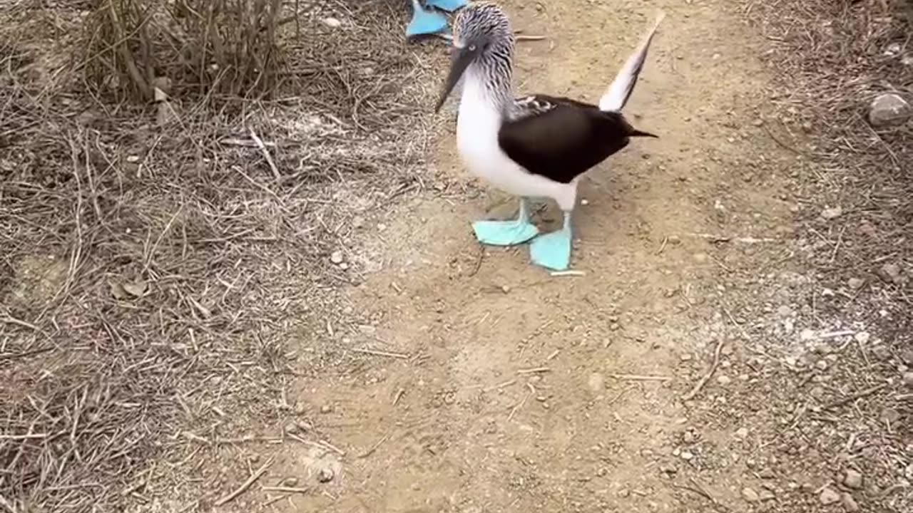 Duck 🦆 beautiful waking