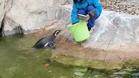 penguins