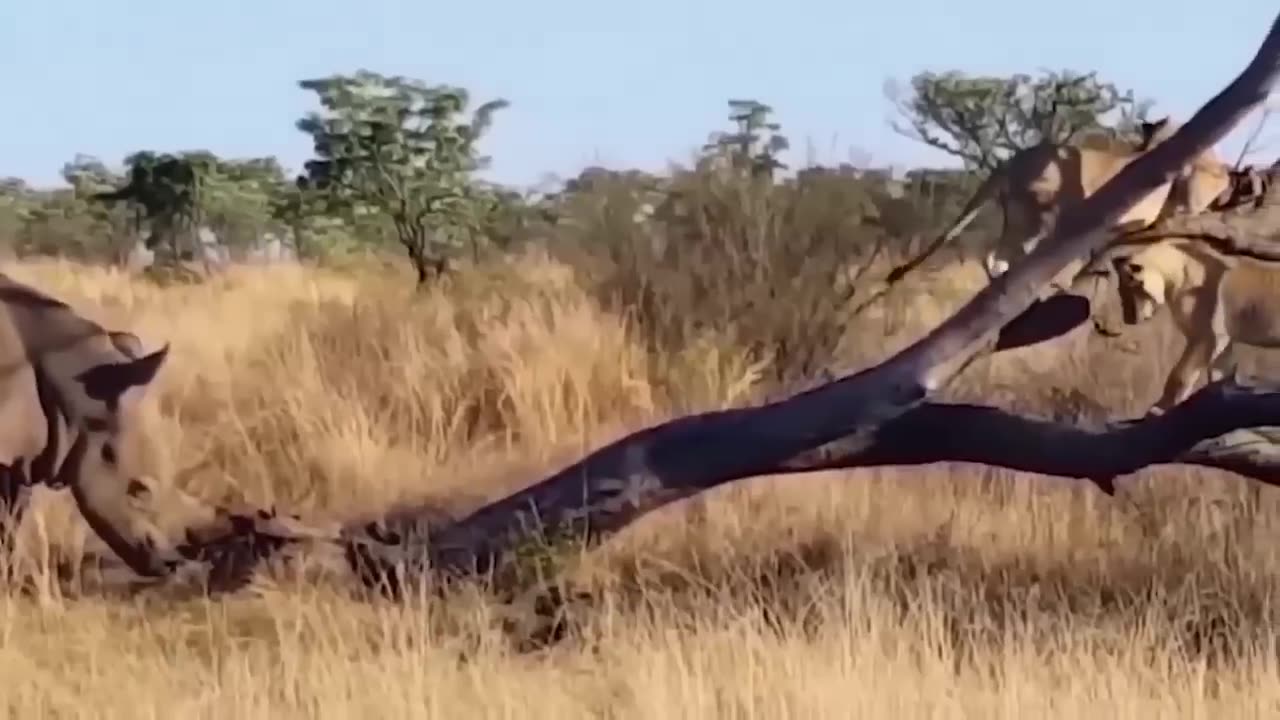 Unbelievable! Lion In Agony As Rhino Horns Pierce Its Head In A Head-On Confrontation