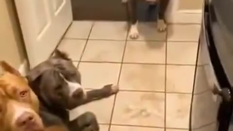 Dogs Power 😎😎