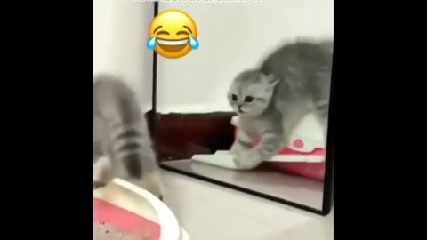 Cute cat action