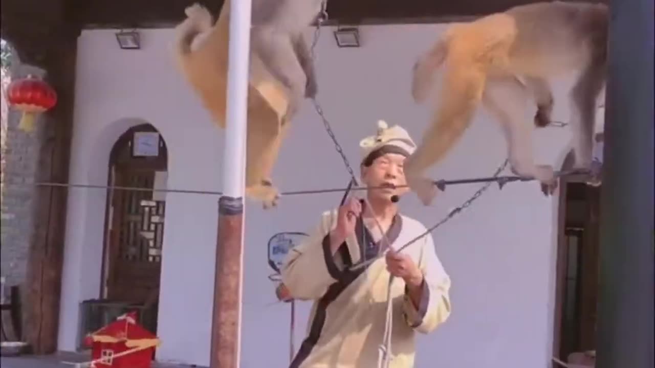 Monkey show - very contagious