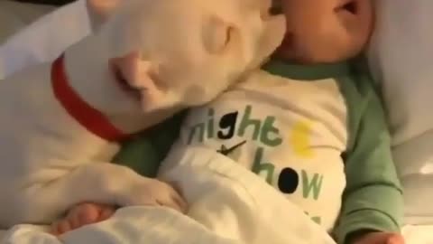 Cute baby and cute animal