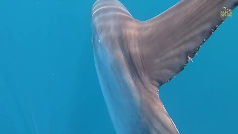 The Sharptail Mola in Raja Ampat with Papua Diving Resorts